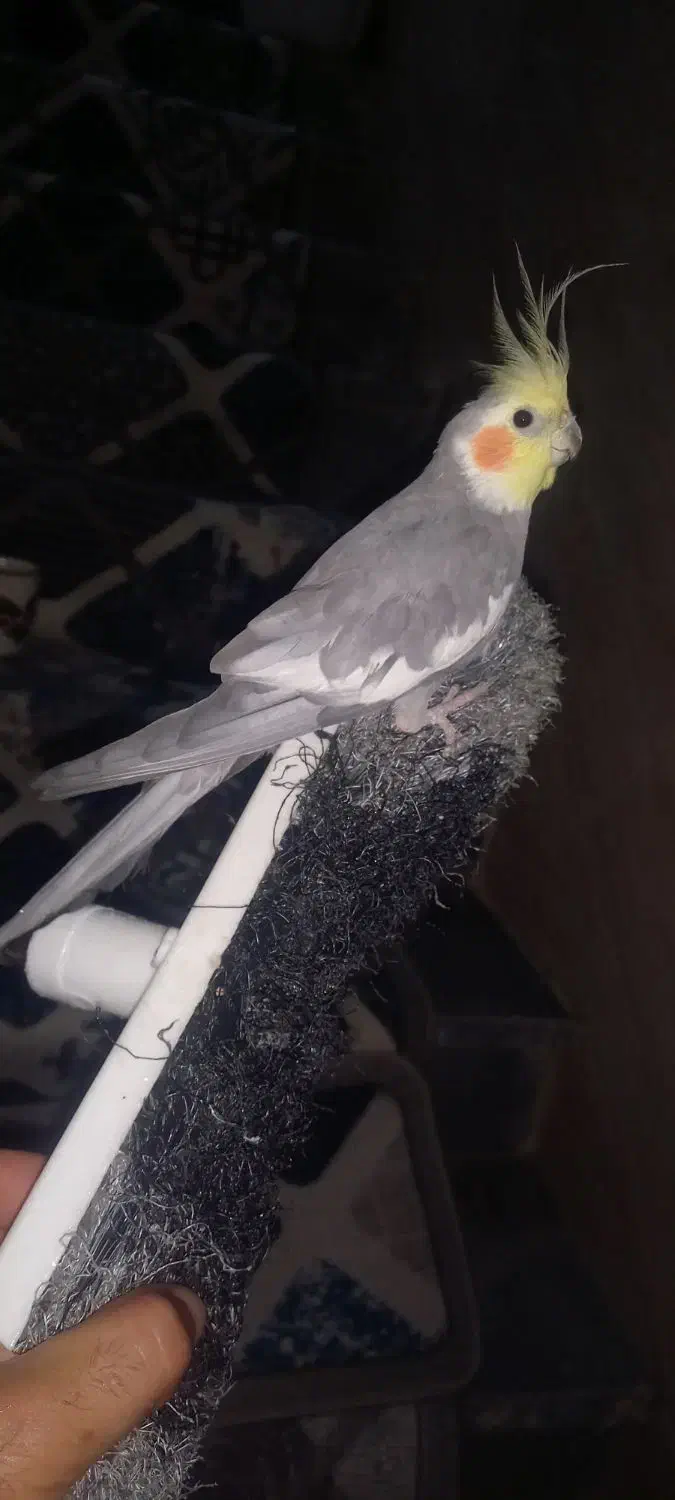 یه عروس هلندی|پرنده|رشت, جماران|دیوار