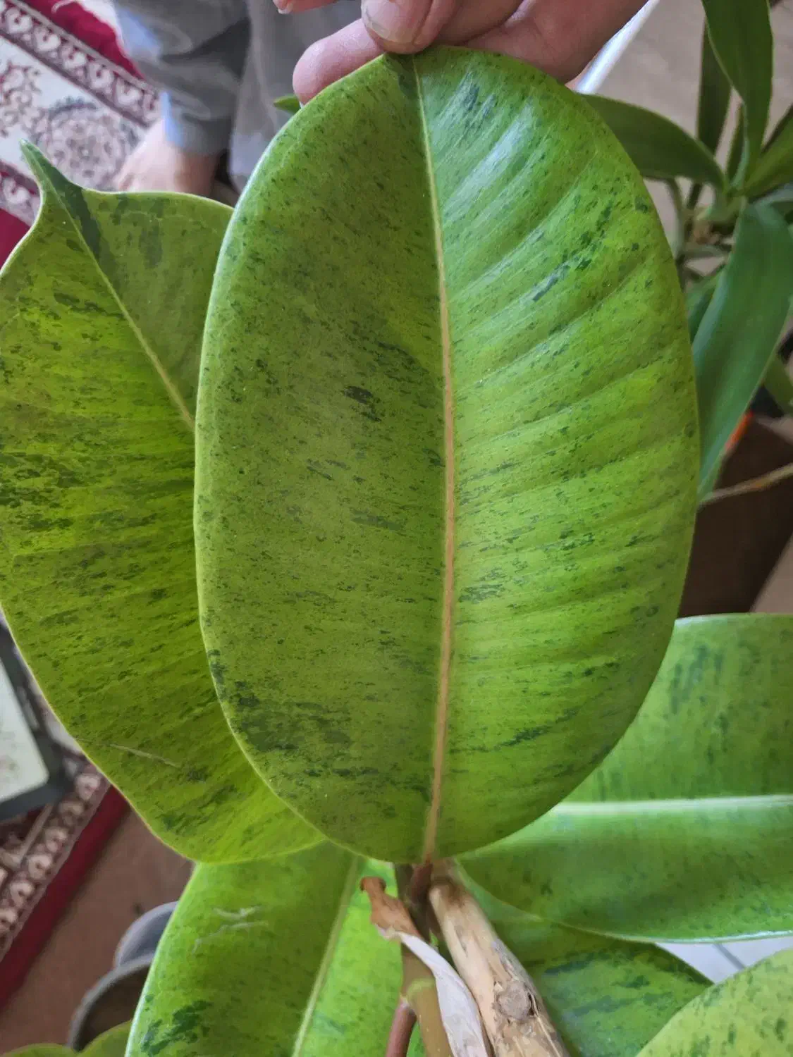 گلدان فیکوس ابروبادی|گل و گیاه طبیعی|شاهینشهر, نسیم ۵|دیوار