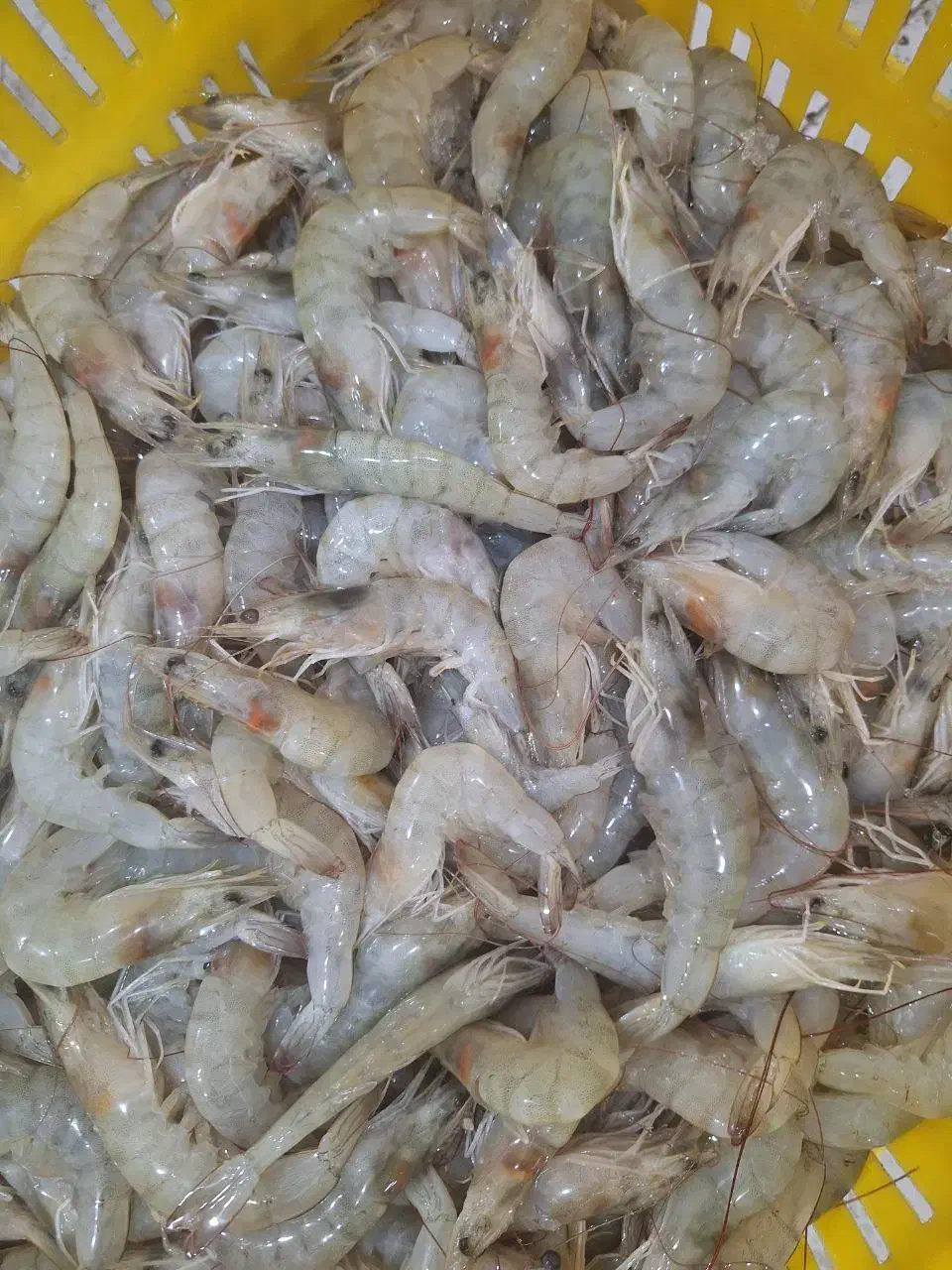 میگو|خوردنی و آشامیدنی|بوشهر, |دیوار