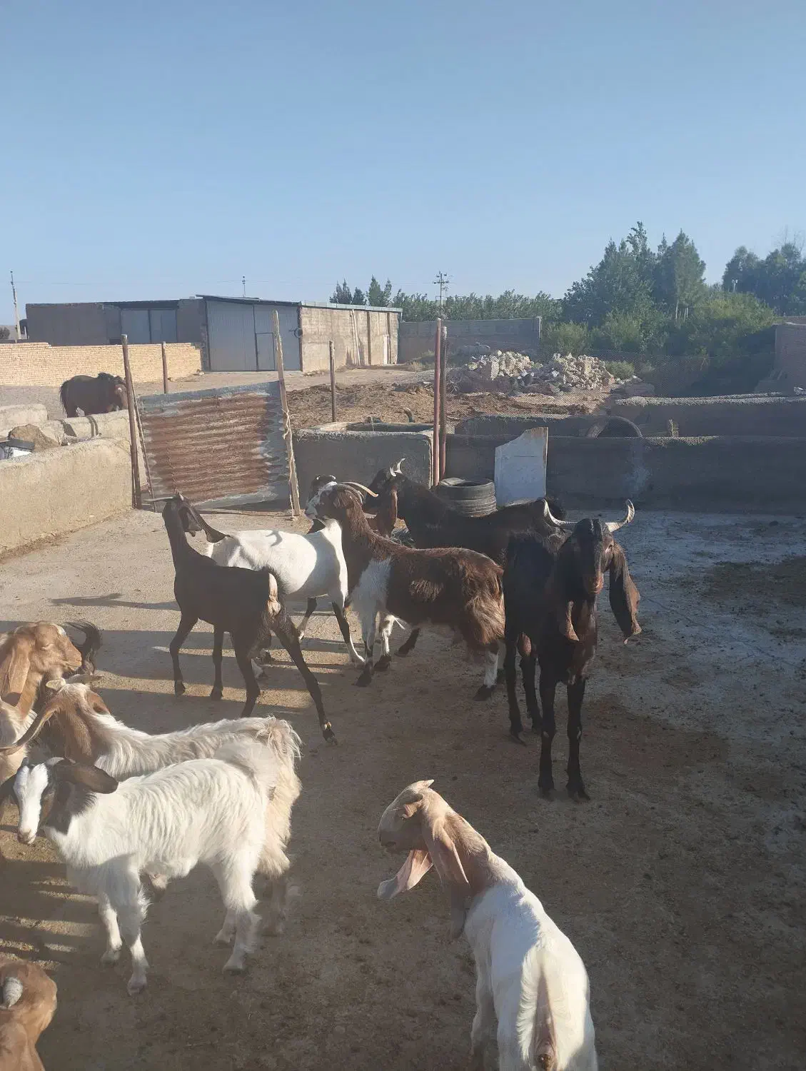 دو عدد کل کاهار کاموری مست|حیوانات مزرعه|شهمیرزاد, |دیوار