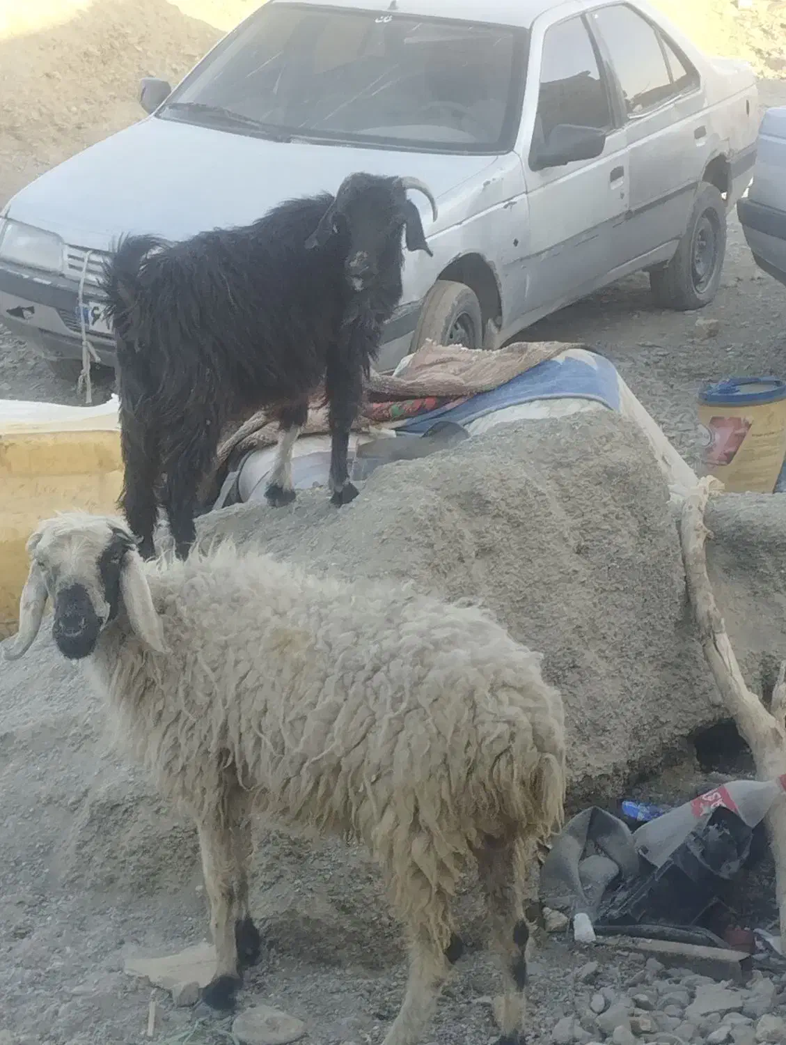 بز و میش|حیوانات مزرعه|ایرانشهر, |دیوار