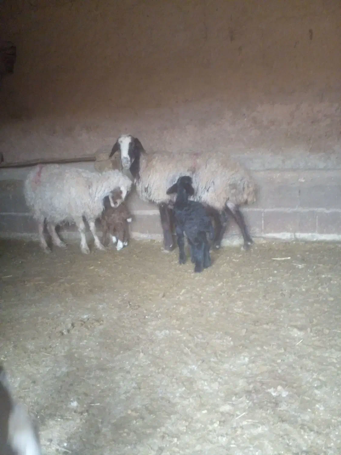 دوعدد میش زاییده|حیوانات مزرعه|تربت جام, میان جام|دیوار