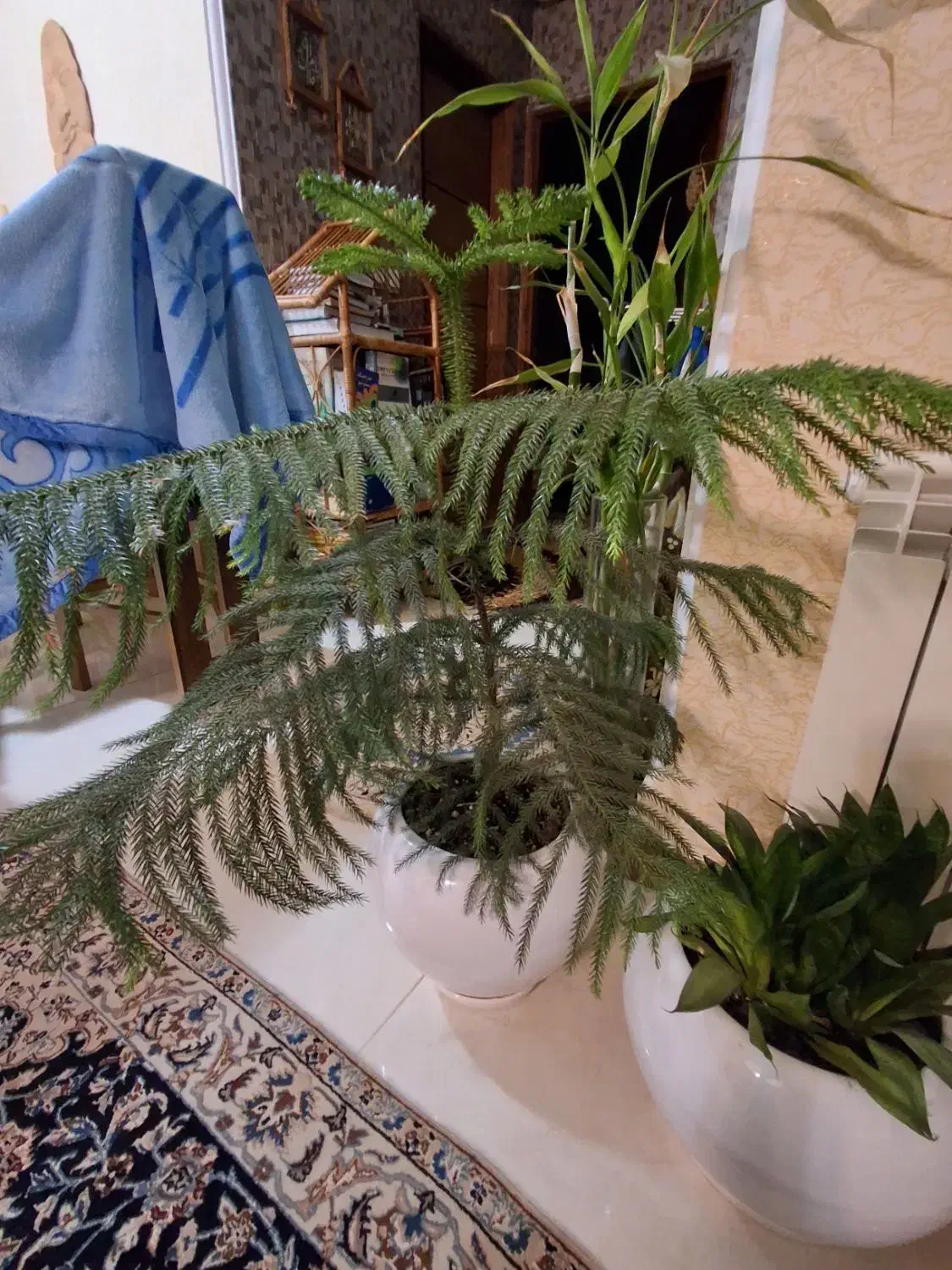 کاج مطبق ۳ ساله ۴طبقه همراه با گلدان سرامیکی|گل و گیاه طبیعی|رشت, جهاد|دیوار