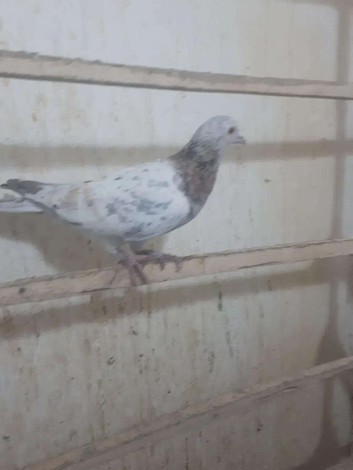 پرنده|پرنده|قزوین, |دیوار