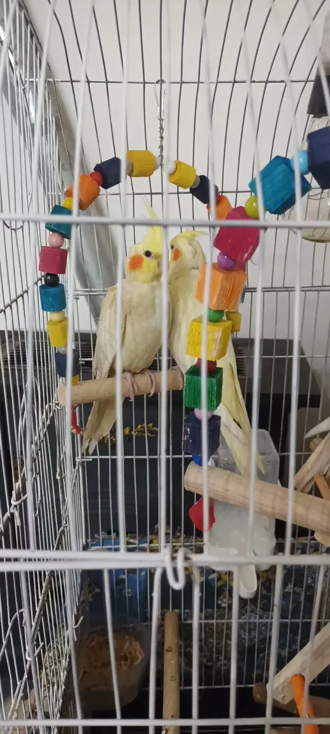 عروس هلندی لوتینو نر|پرنده|اسلامشهر, شهرک مهدیه|دیوار