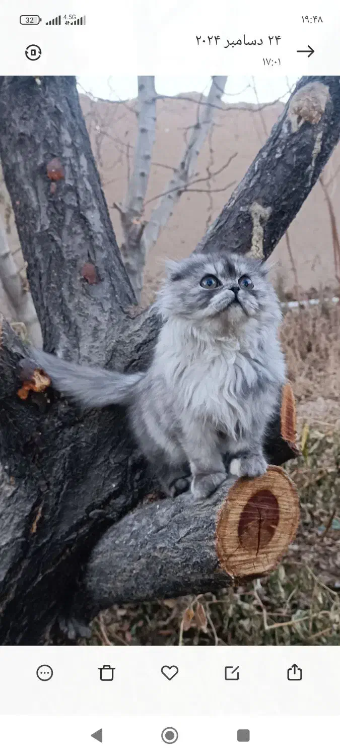 واگذاری انواع گربه|گربه|اصفهان, رهنان|دیوار