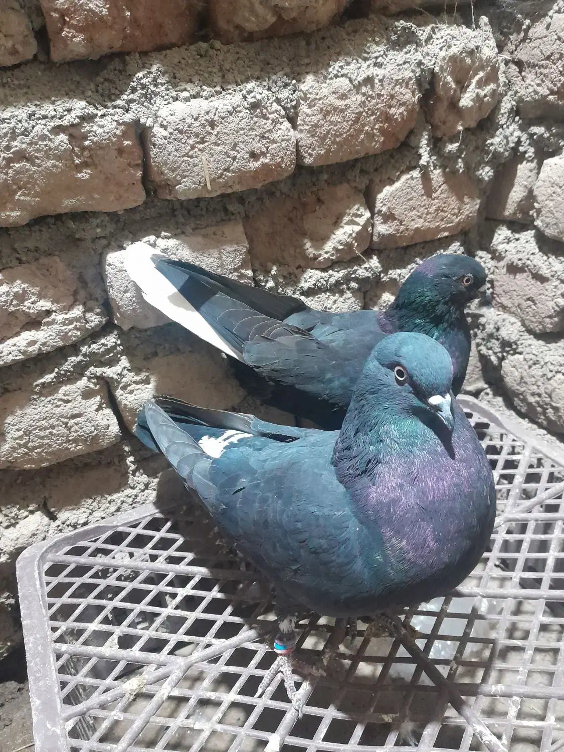 کبوتر دم سفید ماده|پرنده|ثمرین, |دیوار