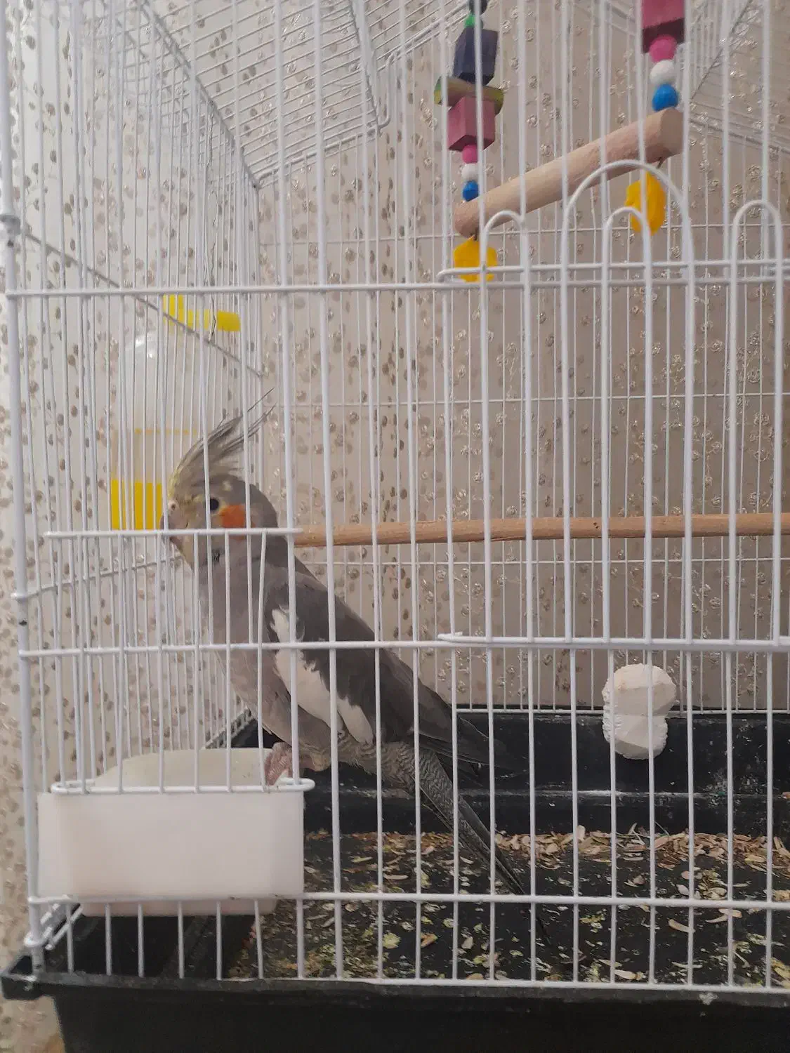 عروس هلندی سینامون|پرنده|قرچک, میرزائی جنوبی|دیوار