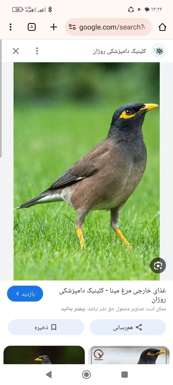 جوجه مرغ مینامعاوضه باجوجه قناری نر|پرنده|کاشان, باغ ماجد|دیوار