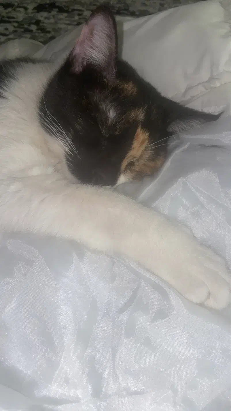 گربه واگذاری فوری با تمامی وسایل|گربه|هشتگرد, فاز ۷ مهستان|دیوار