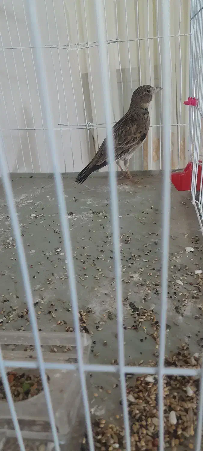 سهره خاکی نر مست بخون|پرنده|پاکدشت, پاکدشت (مامازند)|دیوار