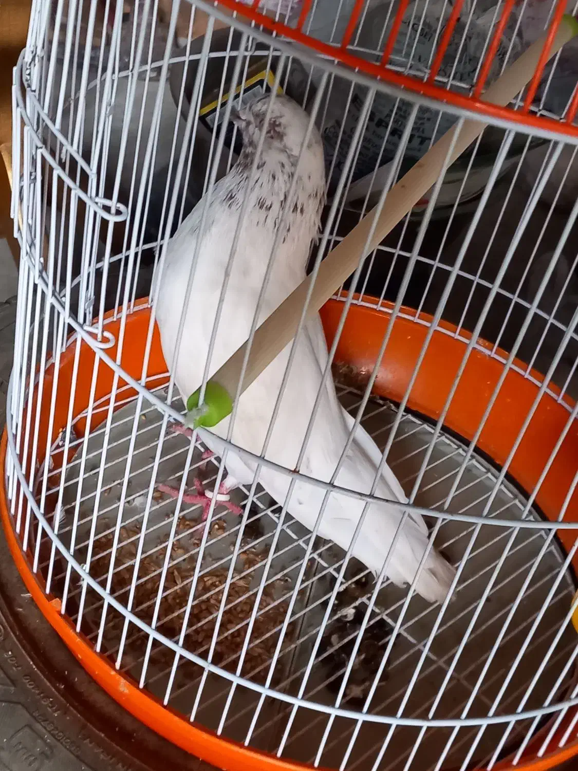 کبوتر|پرنده|آق قلا, |دیوار