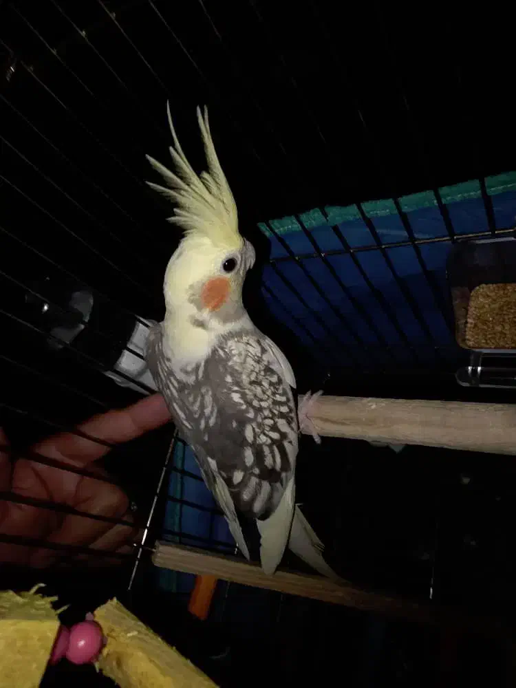 عروس هلندی بی‌نظیر|پرنده|آستارا, |دیوار