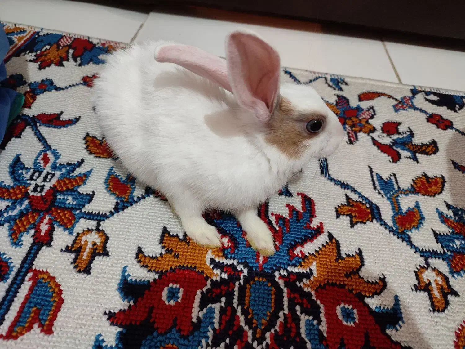 خرگوش مینیاتوری سفید|موش و خرگوش|کرمانشاه, |دیوار