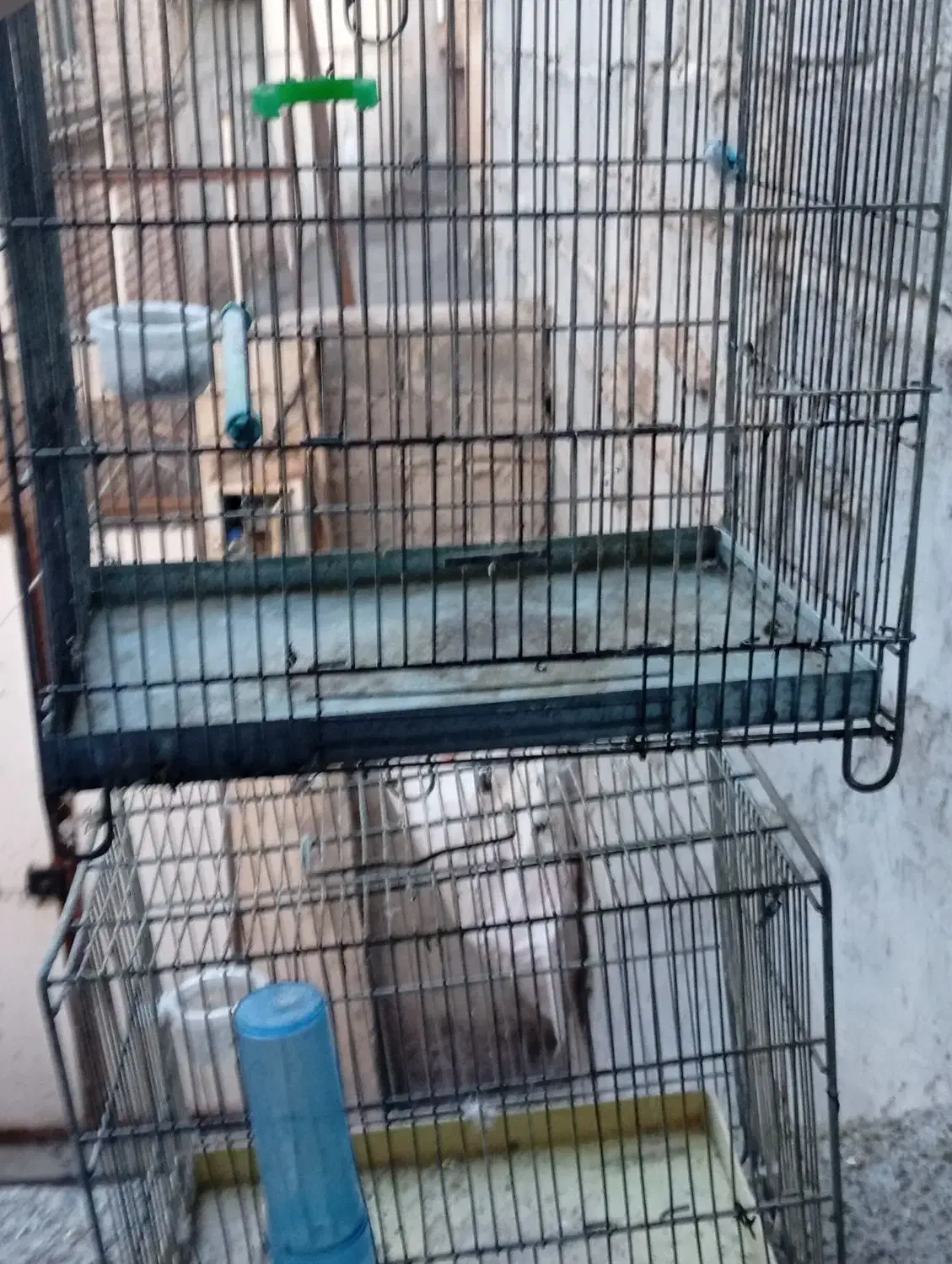 بوقلمون و قفس غلامی|لوازم جانبی حیوانات|مشگین شهر, |دیوار