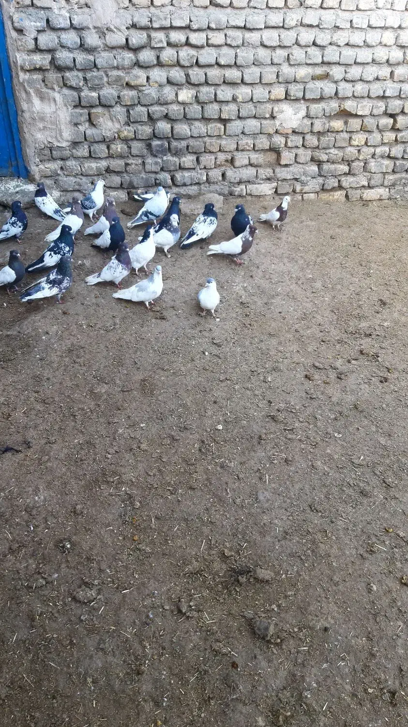 رنگه|حیوانات مزرعه|تربت جام, حافظ|دیوار