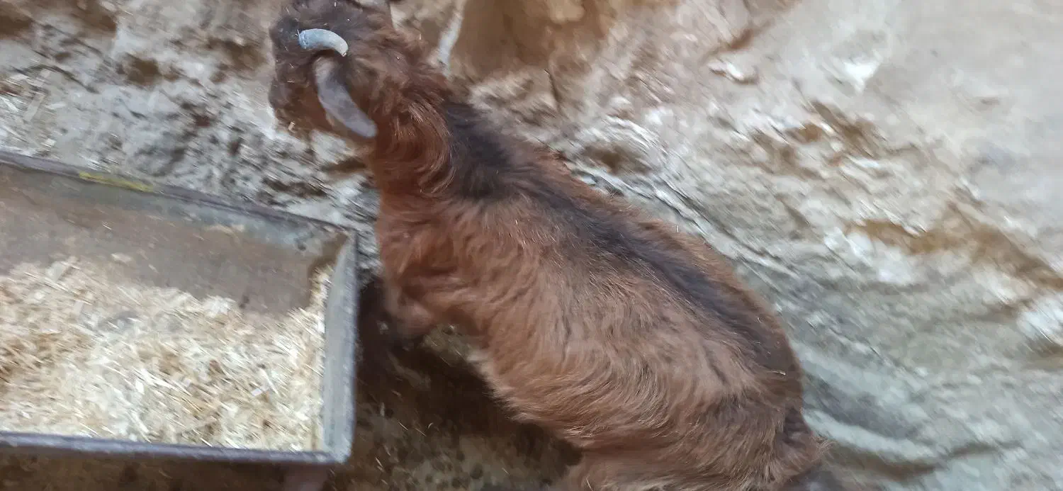 یک عدد بزخاله گم شده|حیوانات|دره شهر, |دیوار