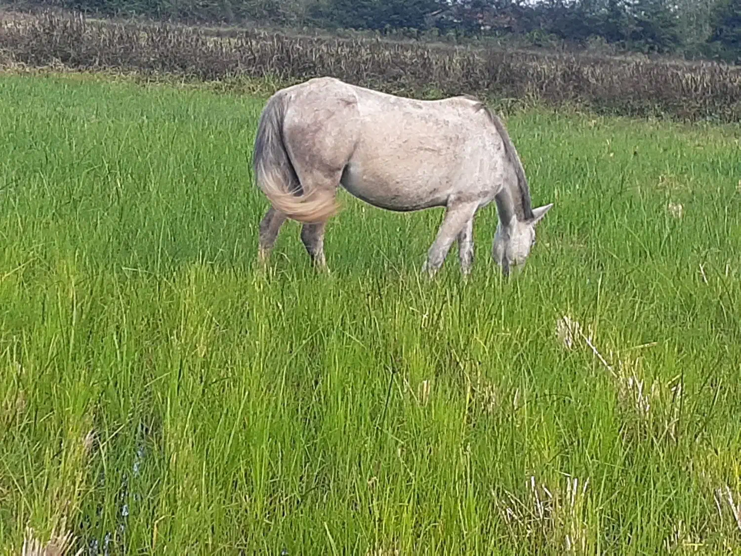 مادیان باکره مادیون|اسب و تجهیزات اسبسواری|پرهسر, |دیوار