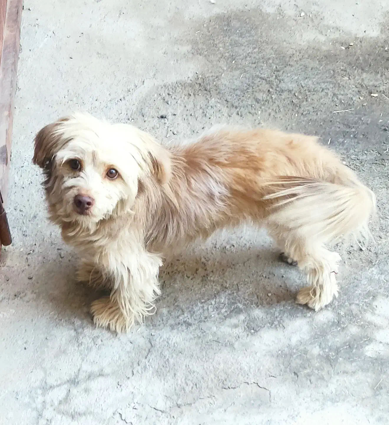 سگ اشپیتز تریر|سگ|اصفهان, قائمیه|دیوار