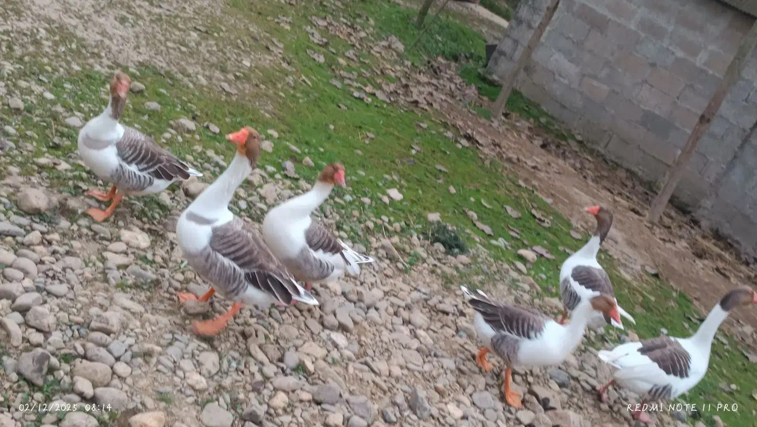 غاز ۶|حیوانات مزرعه|فومن, |دیوار