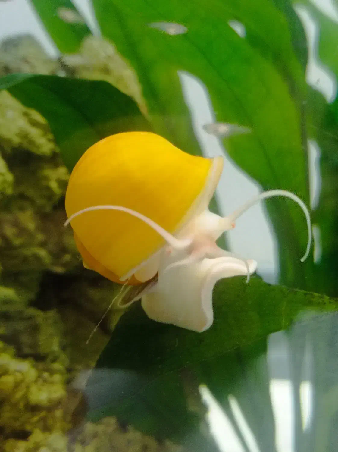 حلزون سیب|ماهی|گرگان, |دیوار