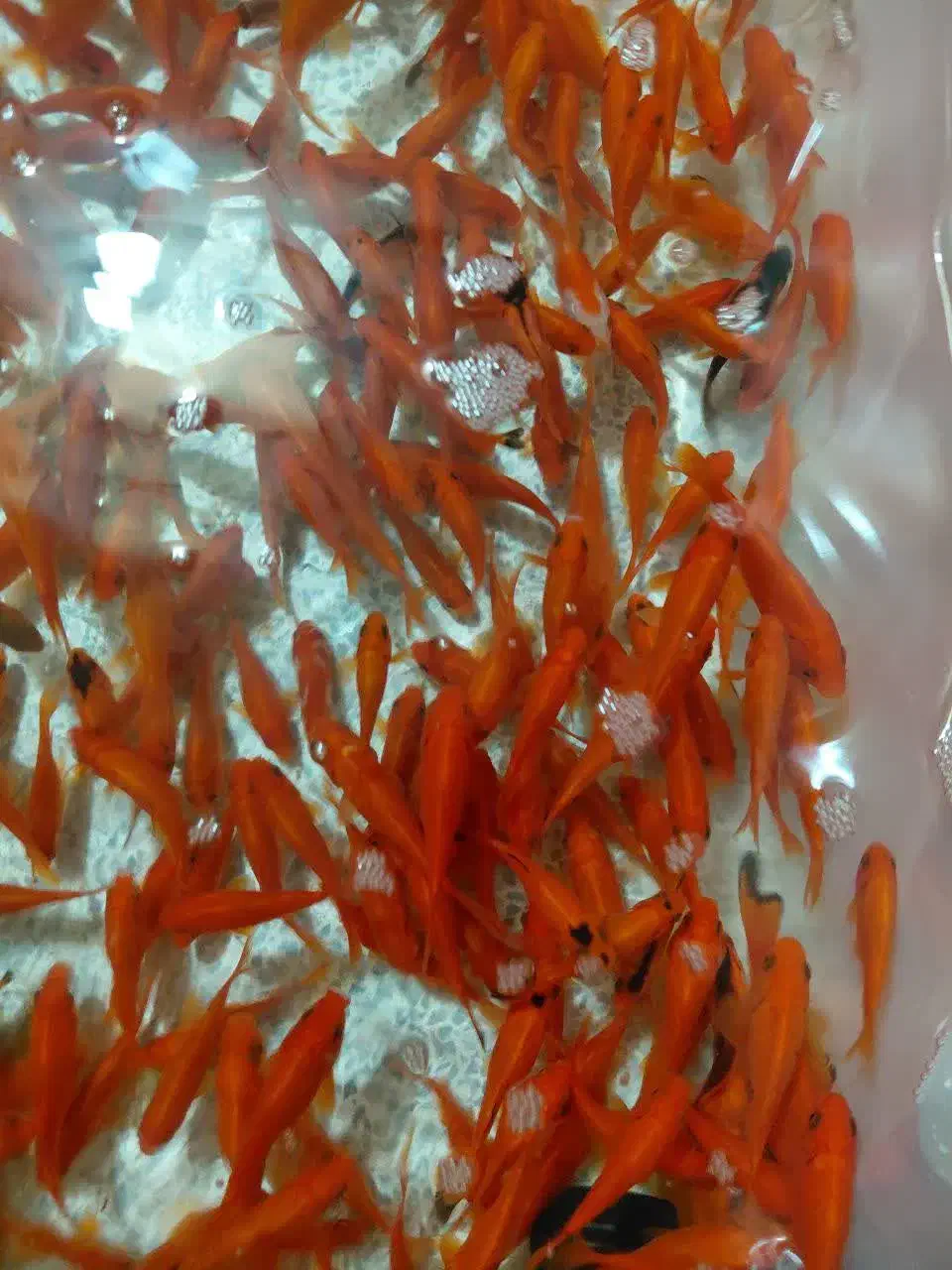 ماهی قرمز|ماهی|یزد, |دیوار