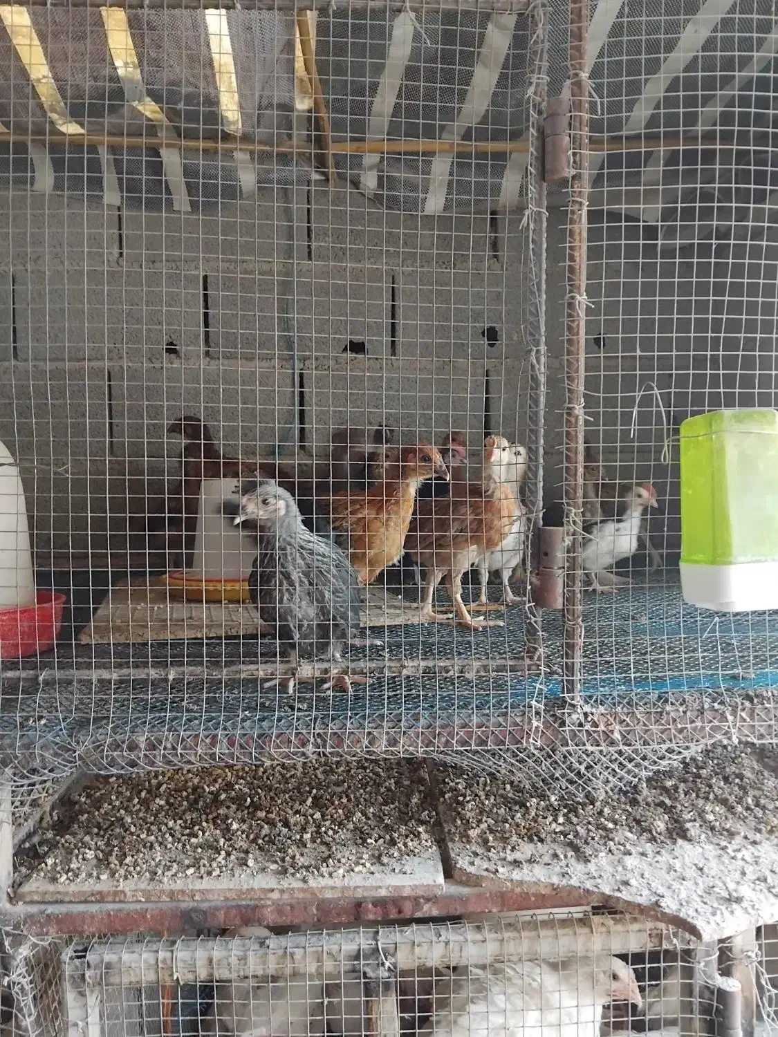 جوجه مرغ ۱روزه و ۱۵و۳۰روزه|حیوانات مزرعه|نگین شهر, |دیوار