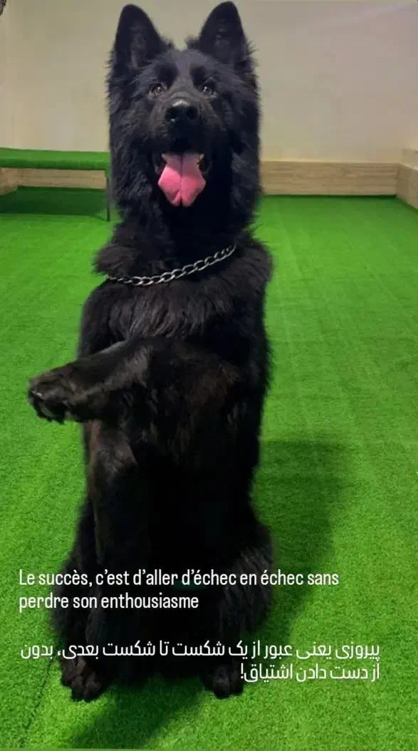 سگ شرمن بلک شولاین اصل با رگ خونی بالا|سگ|طاهرگوراب, |دیوار