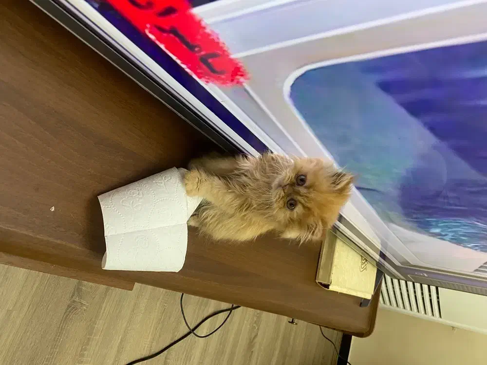 گربه نژاد گارفیلد|گربه|امیدیه, |دیوار