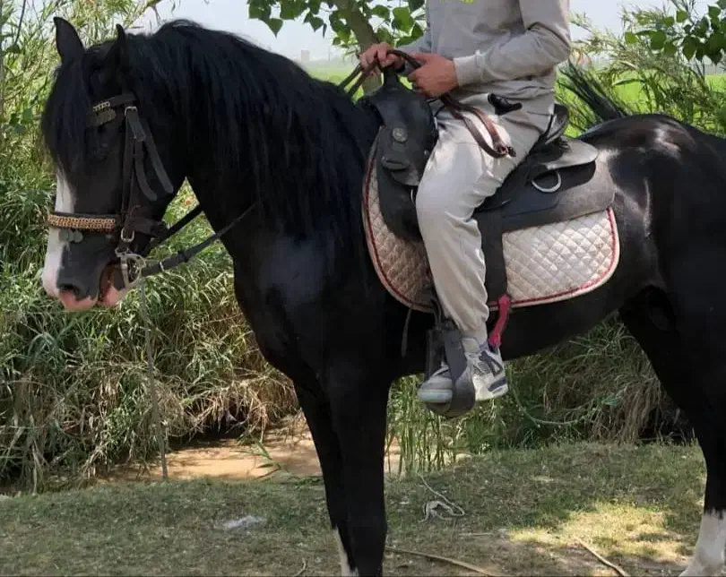 اسب یرقه پنج نشان|اسب و تجهیزات اسب‌سواری|رینه, |دیوار