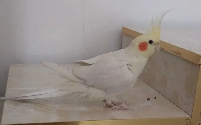 عروس هلندی لوتینو نر|پرنده|ری, فیروزآباد|دیوار