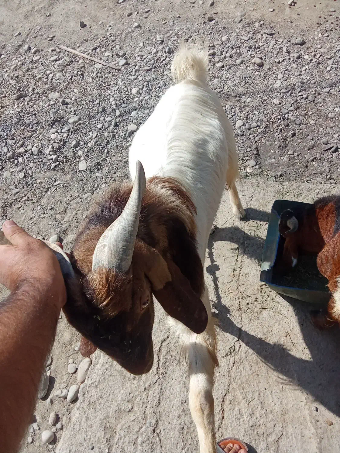 2عدد چپشت پاکستانی چاق به فروش می رسد|حیوانات مزرعه|میناب, |دیوار