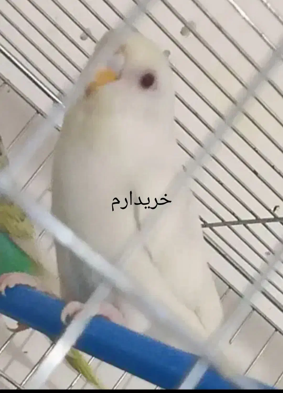 مرغ عشق|پرنده|خاش, |دیوار