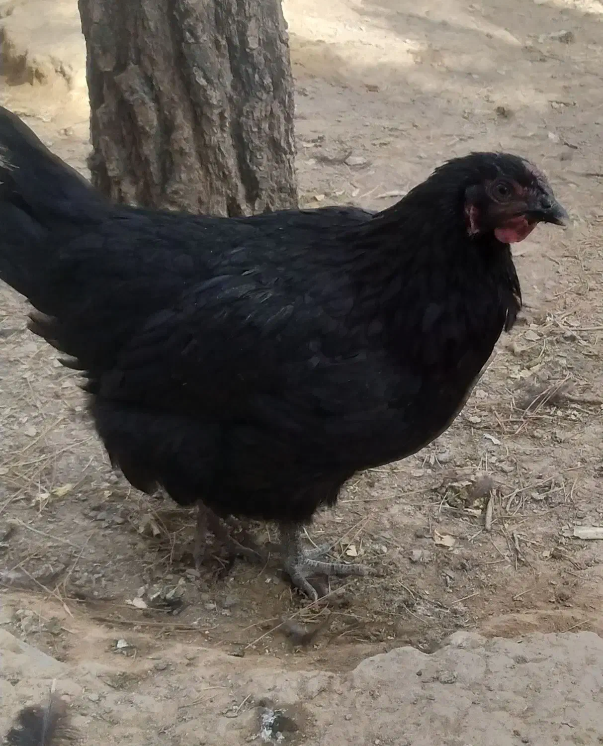 مرغ و خروس محلی|حیوانات مزرعه|فریمان, |دیوار