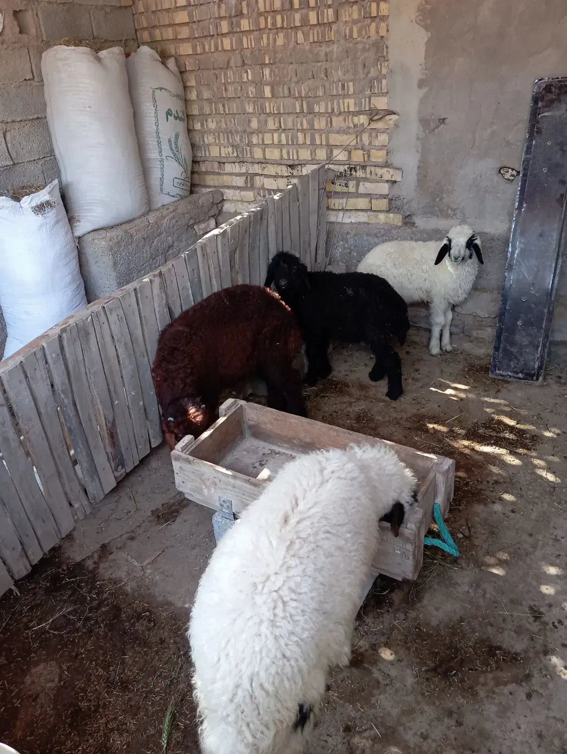 گوسفند|حیوانات مزرعه|سوسنگرد, |دیوار