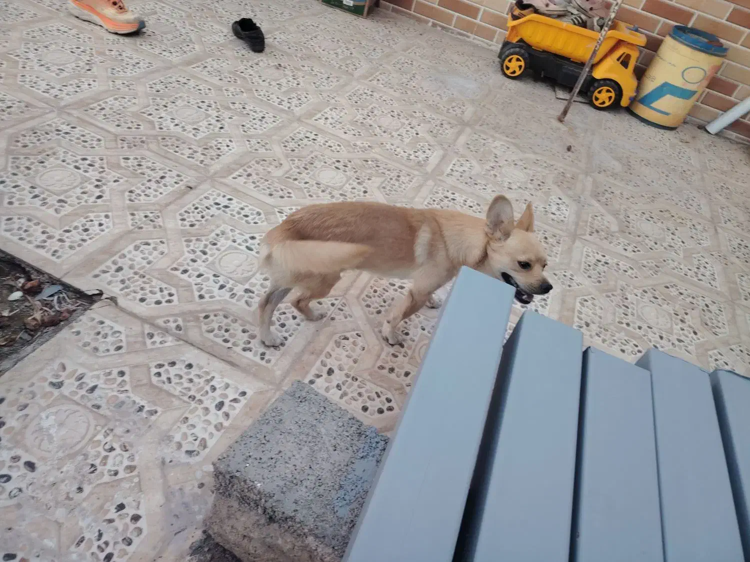 سگ شیواوا... بسیار باهوش و دستی و کم صدا|سگ|بم, |دیوار