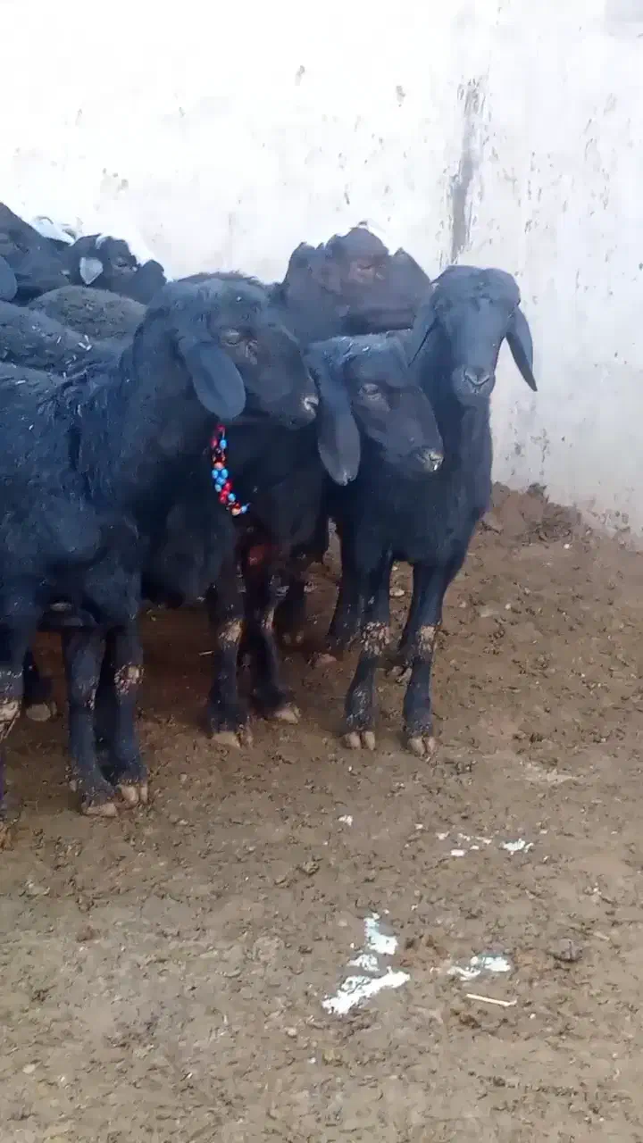 بره قوچ های موفر|حیوانات مزرعه|باروق, |دیوار