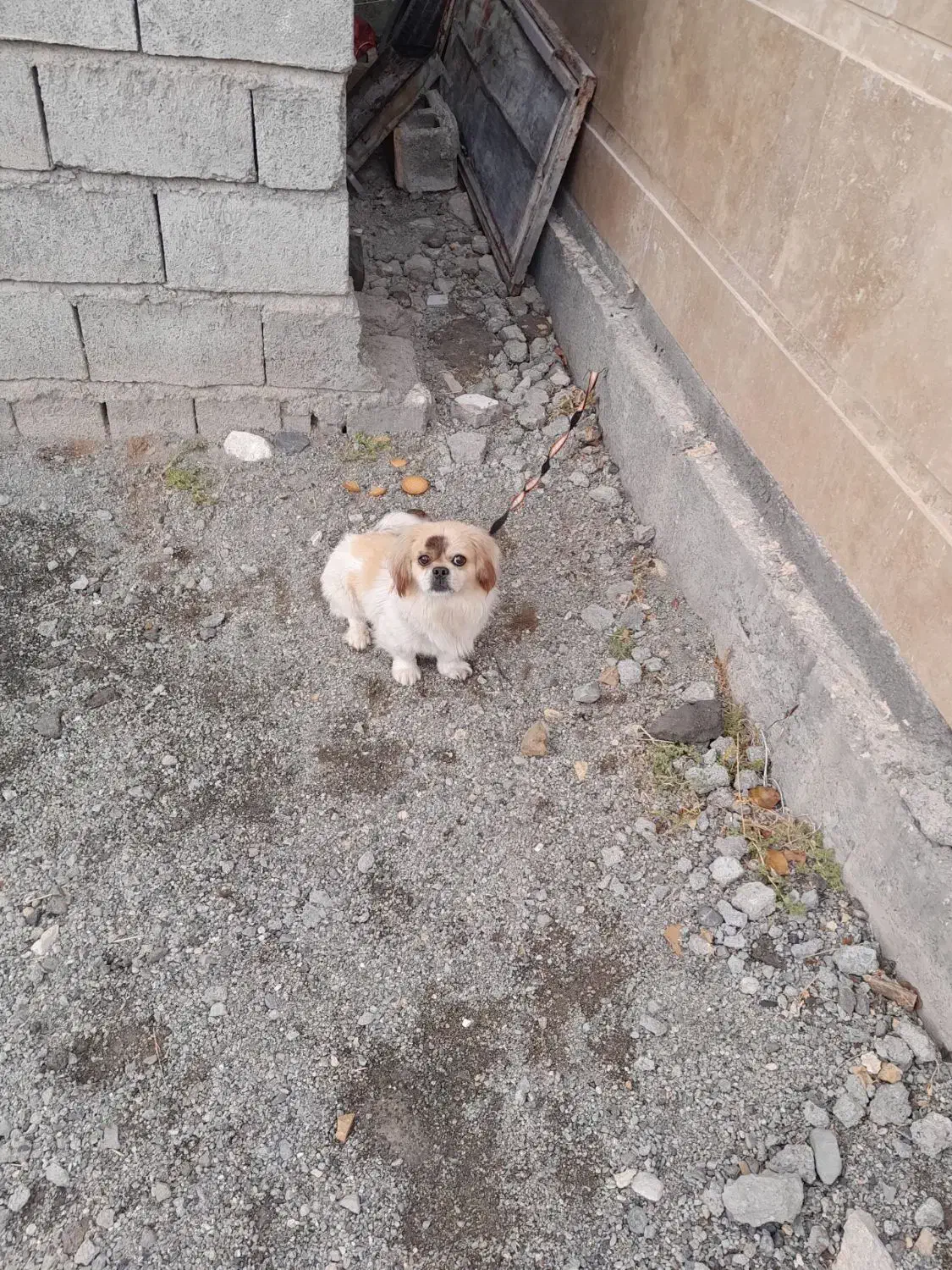 سگ پا کوتاه اصل|سگ|کرمانشاه, |دیوار