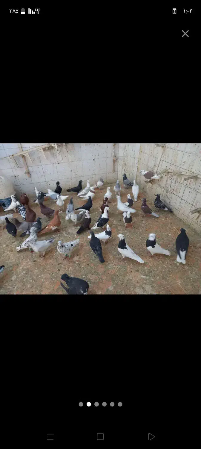 کبوتر رنگی|پرنده|کوهدشت, |دیوار