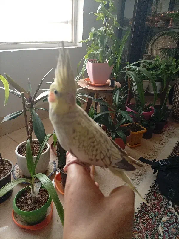 عروس هلندی ماده مولد۱۴۰۰|پرنده|کرمان, |دیوار