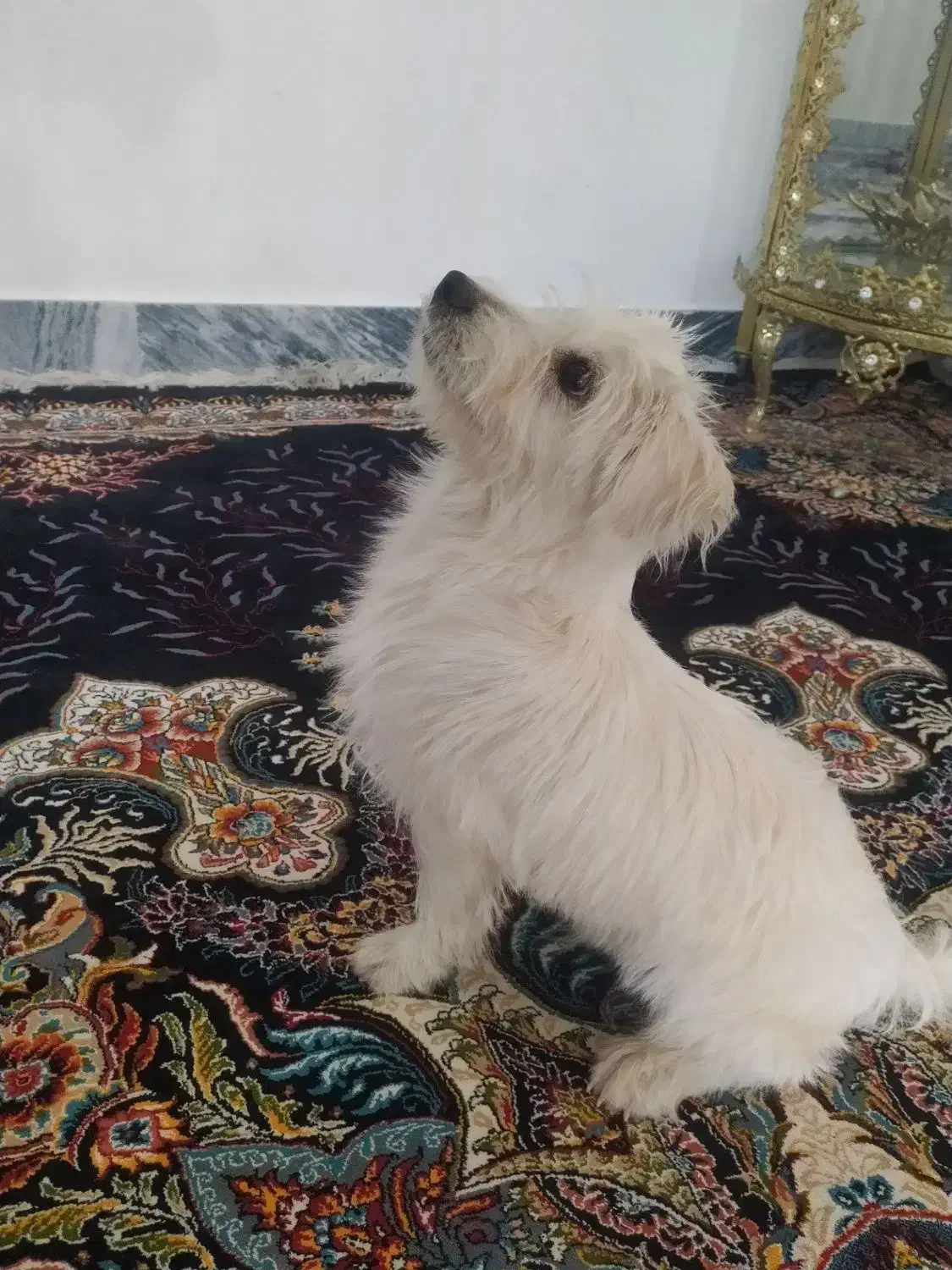 سگ شیتزو|سگ|خرمآباد, |دیوار