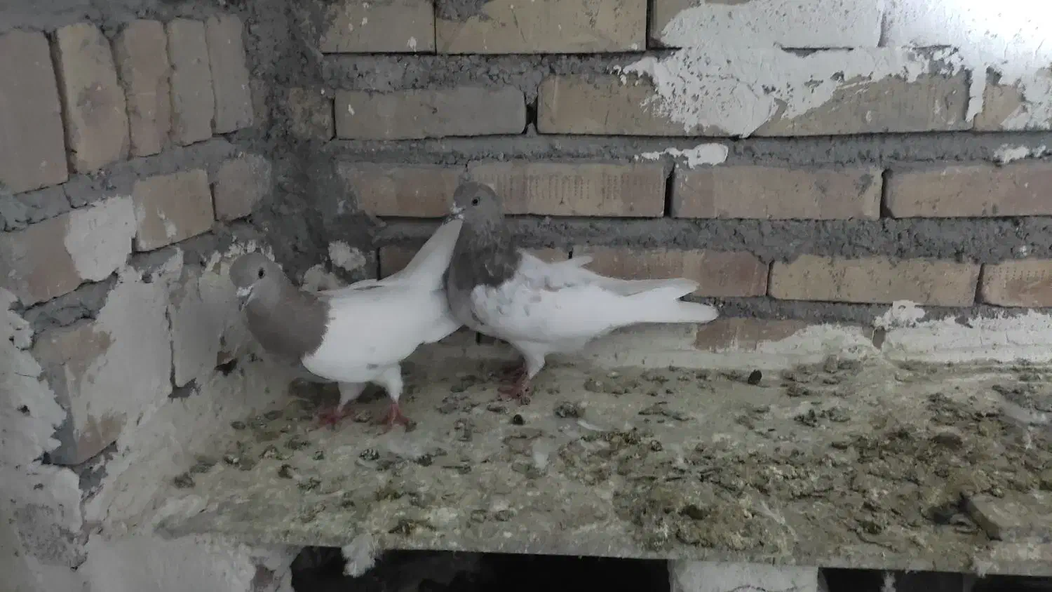 کبوتر پرشی تظمینی|پرنده|سراب, |دیوار