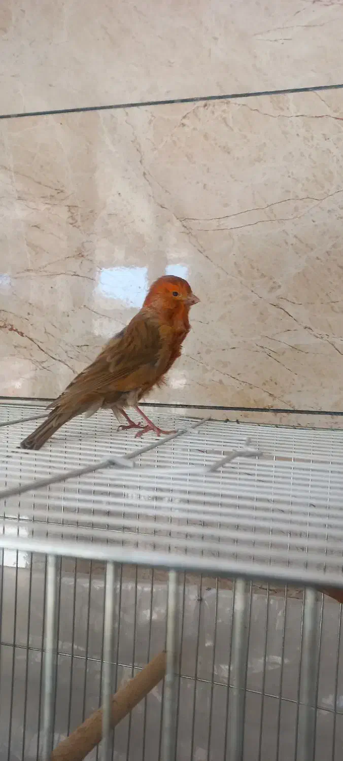 قناری نروماده|پرنده|برخوار, |دیوار