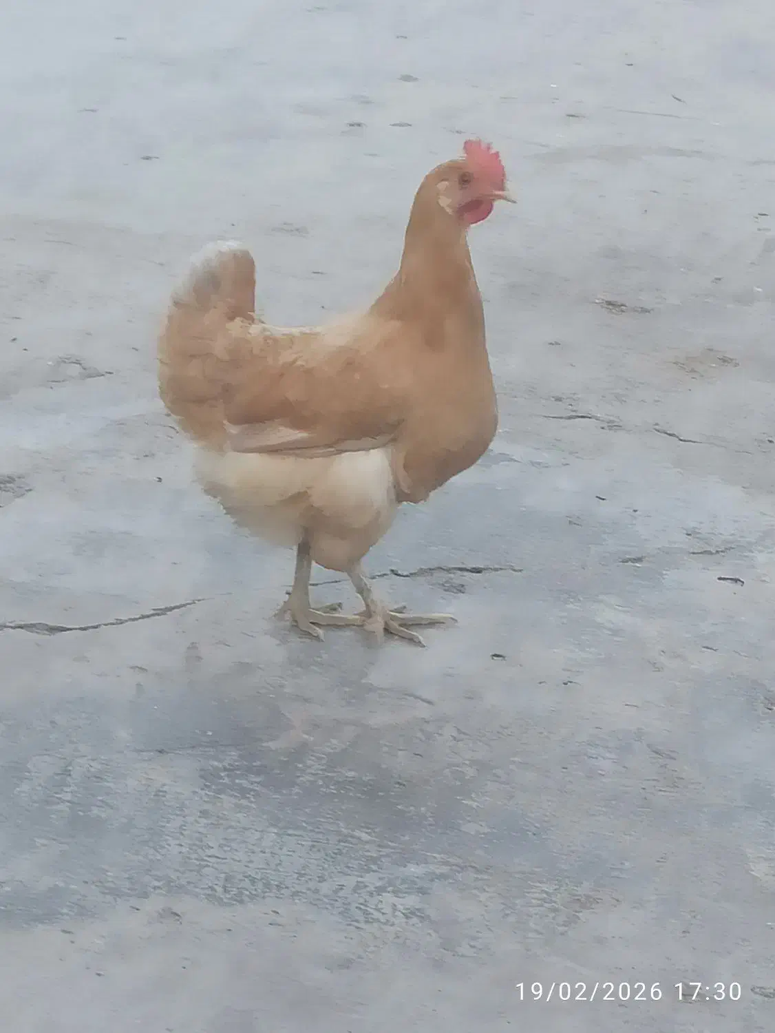 مرغ|حیوانات مزرعه|دهدشت, |دیوار