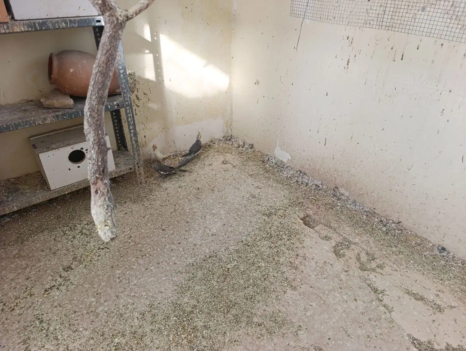 ۳ تا طوطی عروس پرهاشون کامل در نیومده. حدودا ۱ سال|پرنده|قزوین, |دیوار