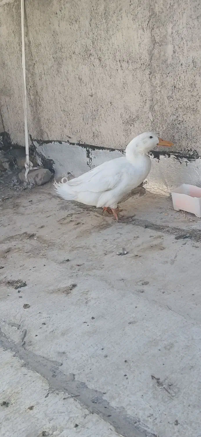 اردک مرغ خروس|حیوانات مزرعه|مشکین‌دشت, |دیوار