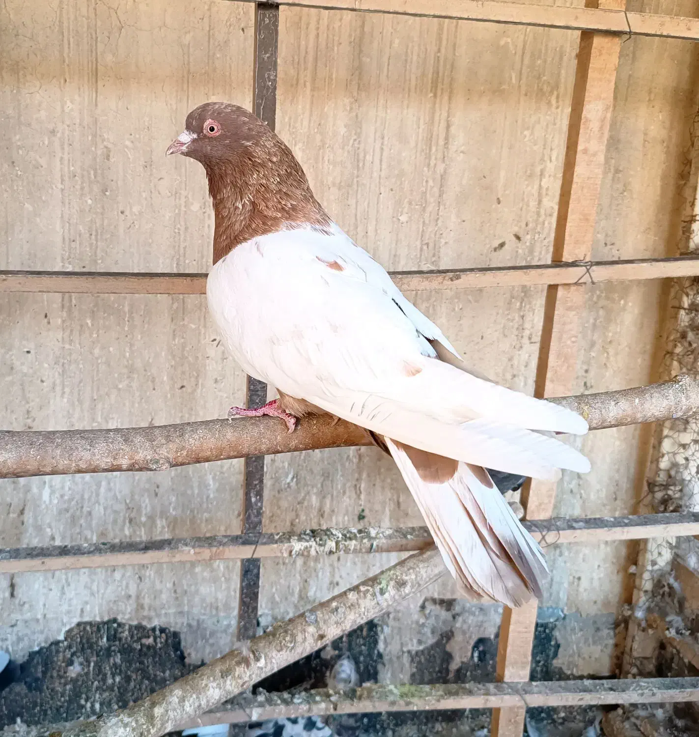 4 عدد کفتر رنگی سینه ای مهر|پرنده|قرچک, مهدیه|دیوار