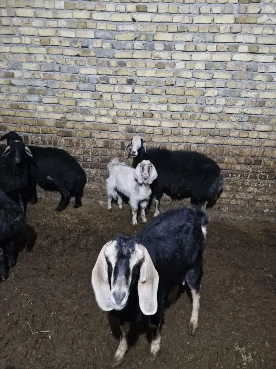 بز و بزگاله پاکستانی|حیوانات مزرعه|زنجان, |دیوار