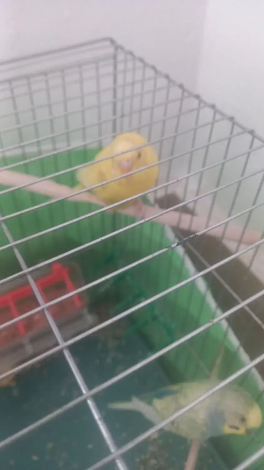 چهار عدد مرغ عشق سرحال وجفت|پرنده|اسفراین, |دیوار