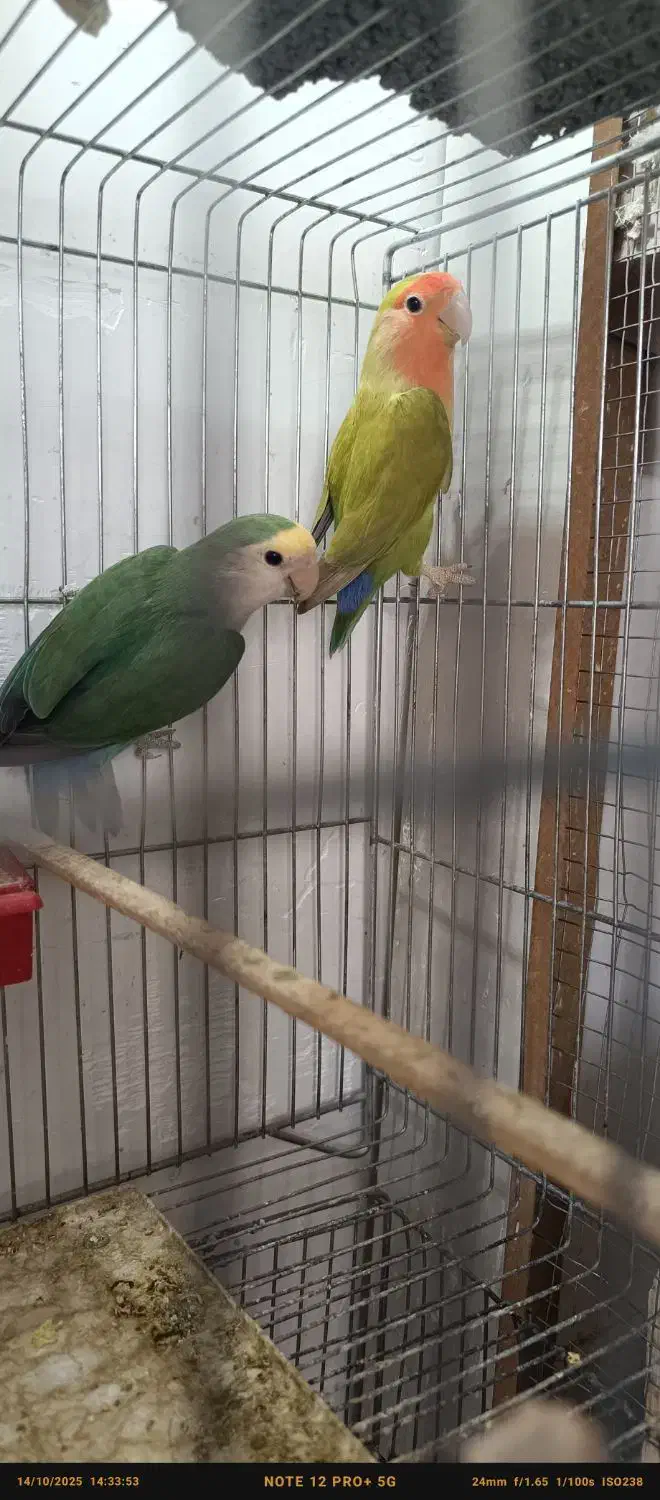 کوتوله برزیلی|پرنده|مرودشت, ژیان|دیوار